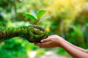 环境 地球日 在树的手中种植幼苗。散景绿色背景女性手握树在自然田草森林保护概念