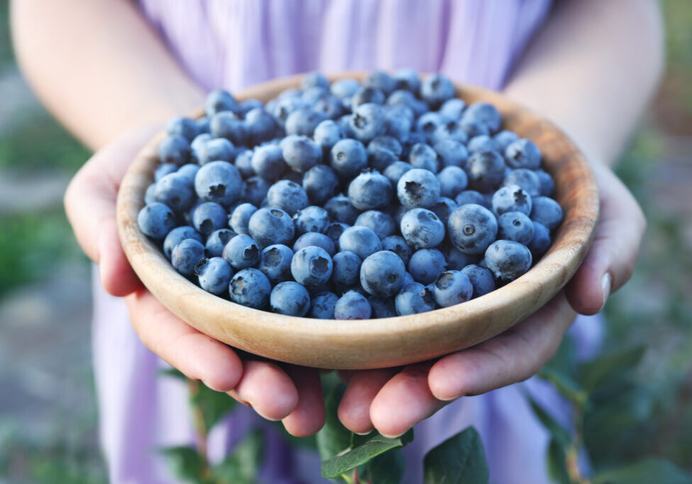 Blueberries picking. Female hand gathering blueberries. Harvesting concept.