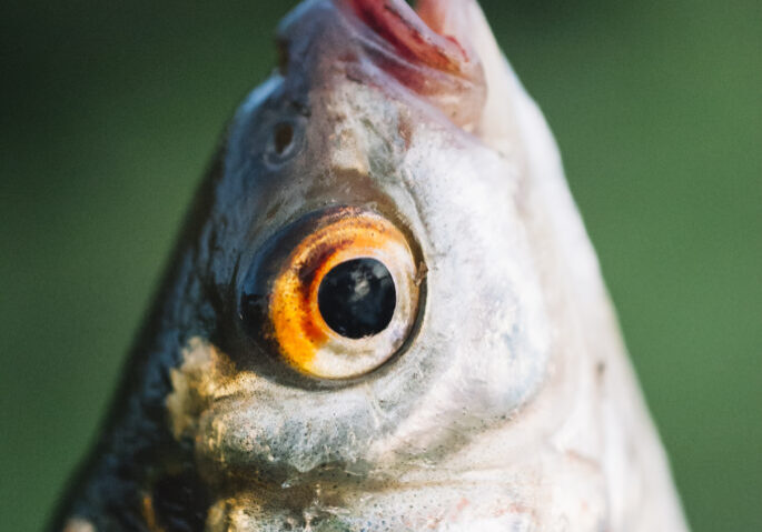 close-up-fish-s-head-against-blurred-background