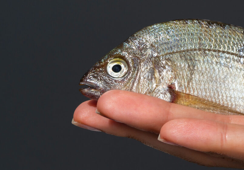 close-up-hand-holding-fish-with-gills