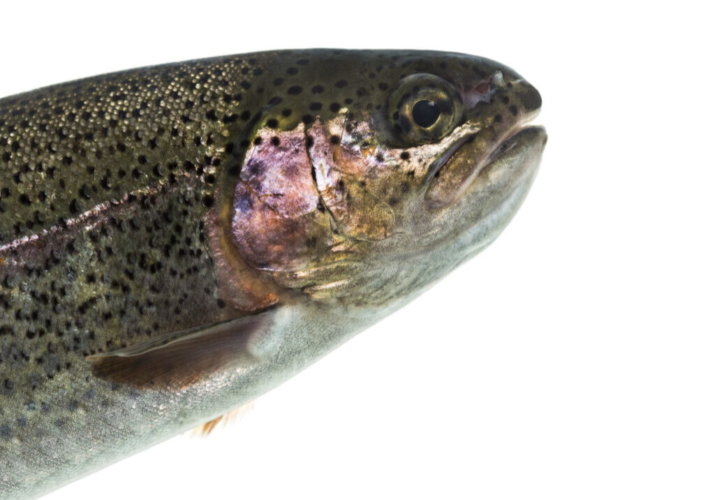 Close-up of head of rainbow trout, isolated on white