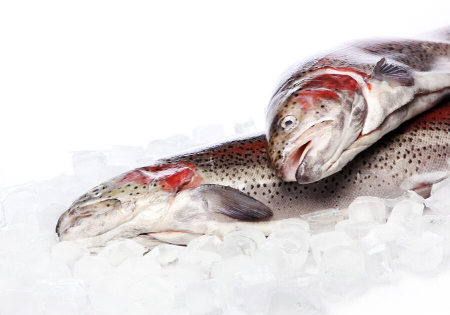 Fresh trout over white background