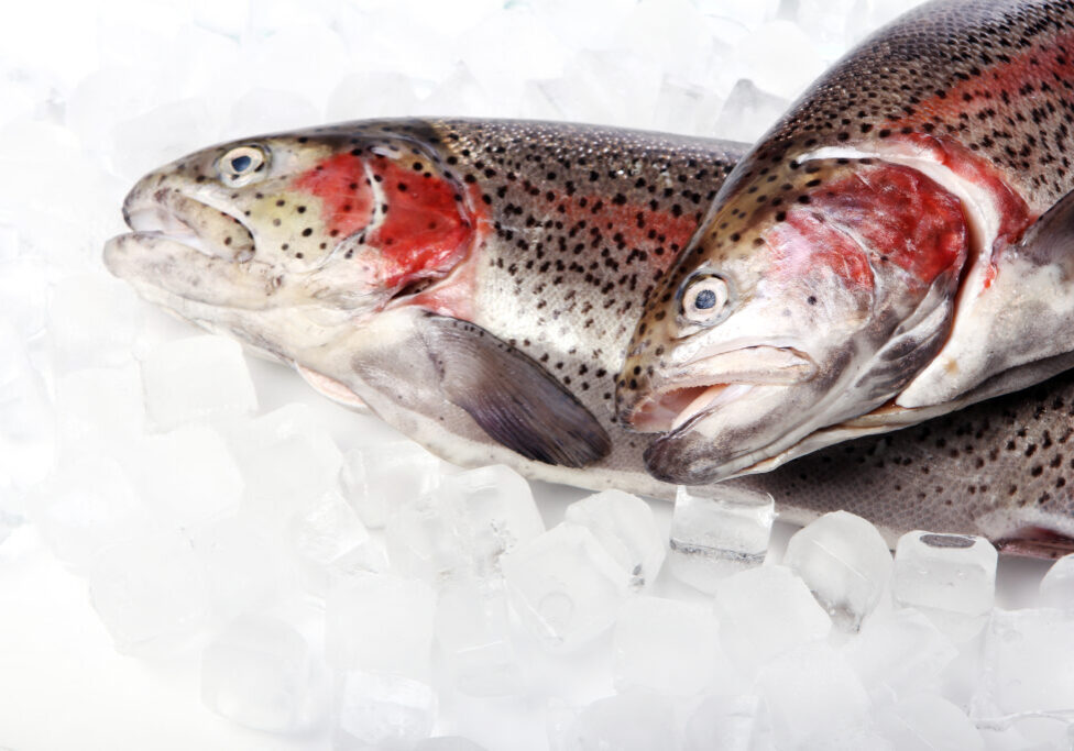 Fresh trout over white background