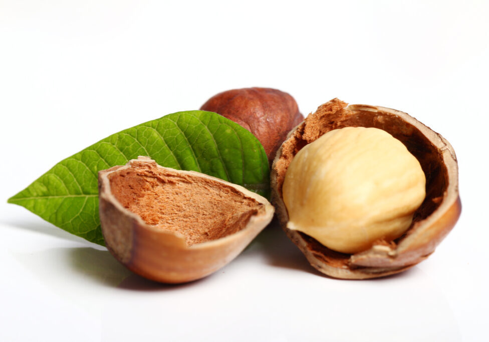Close up of fresh hazelnuts against white background