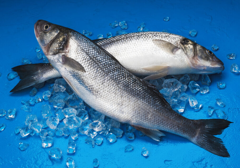 Fresh seabass fish on ice on blue color background