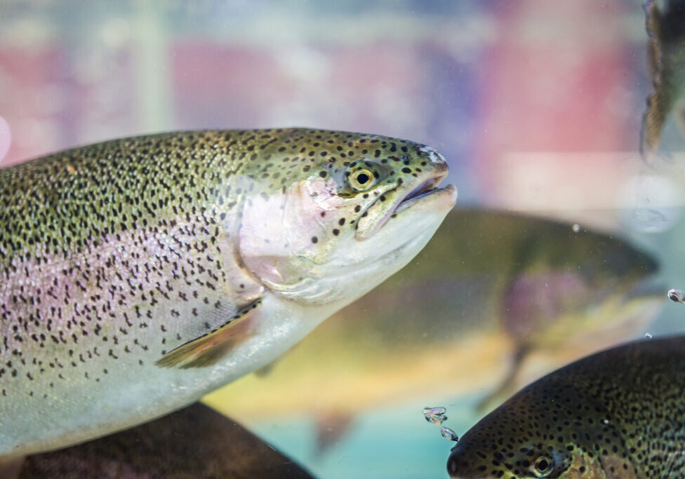 Steelhead trout or Rainbow trout close-up floating under water background.