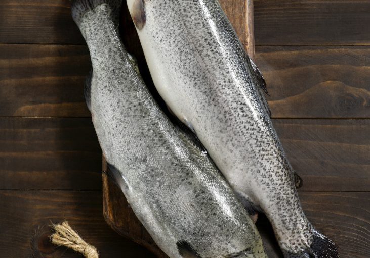 view-raw-trout-still-life
