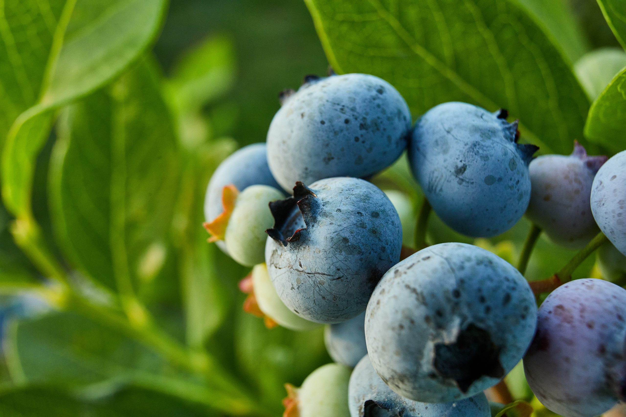 Blueberry Farm LTD GLOBALG.A.P. IFA v5.4-1 GFS CB-FV & GRASP v1.3-1-i Ed1.2 (02-03.06.2022)