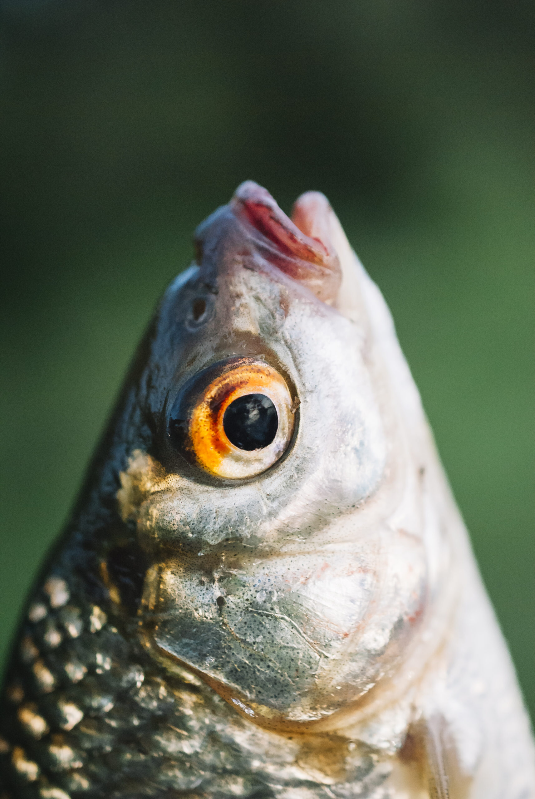 close-up-fish-s-head-against-blurred-background