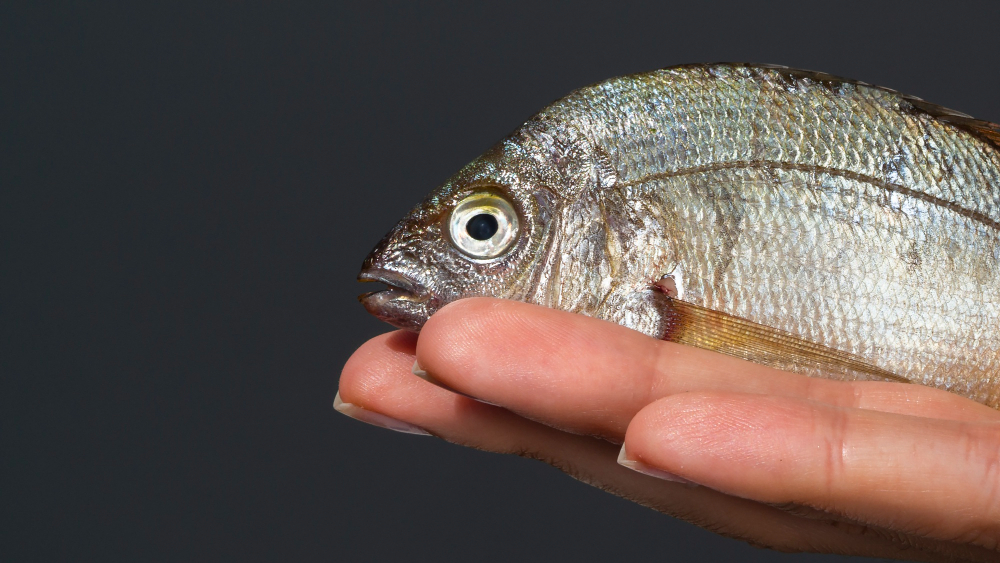 close-up-hand-holding-fish-with-gills
