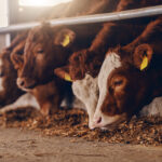 Hayvan çiftliğinde yemek yiyen buzağıları kapatın. Et endüstrisi konsepti.