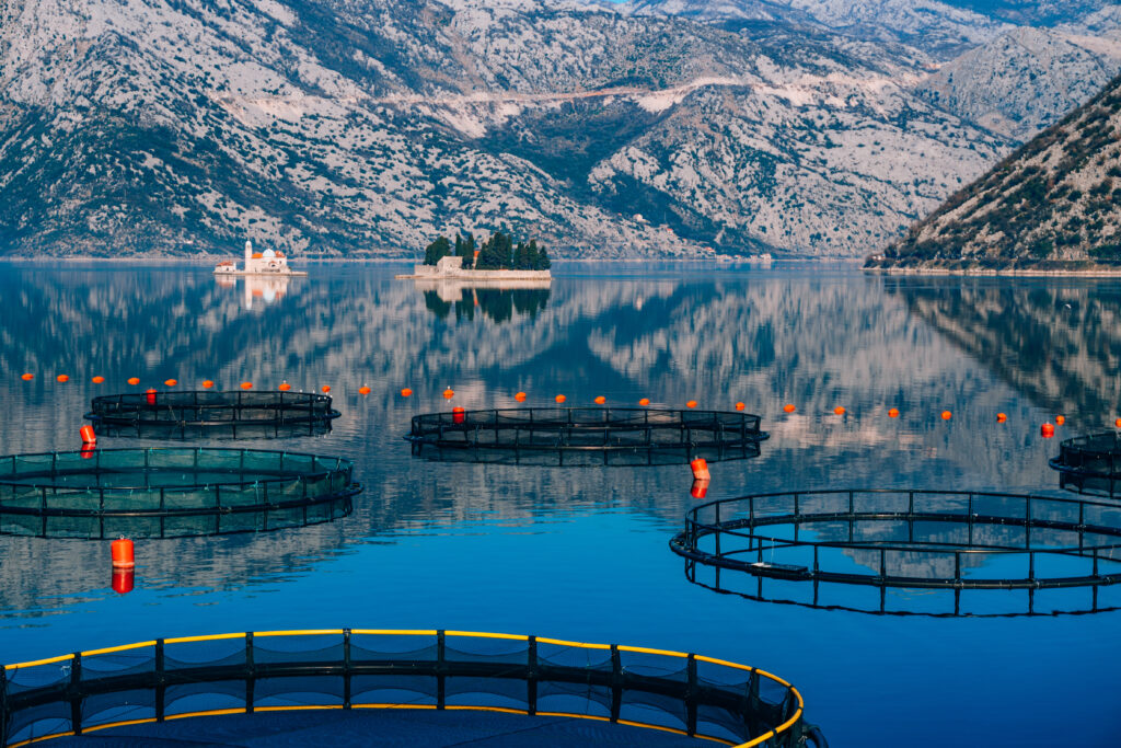 Piscifactoría en Montenegro. La granja de cría y piscicultura en la Bahía de Kotor.