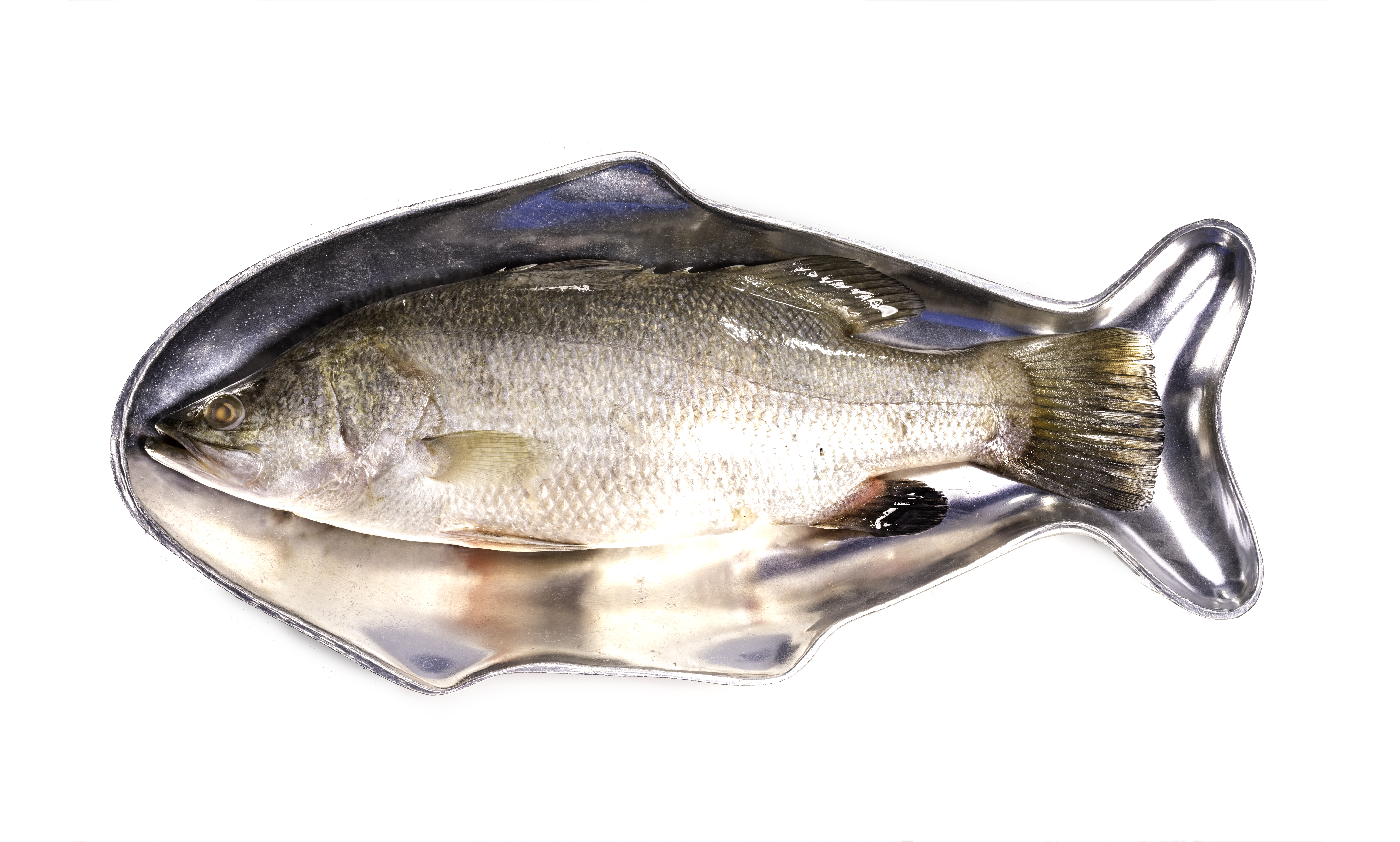 fresh-sea-bass-fishshaped-plate-isolate-white-background-with-clipping-path