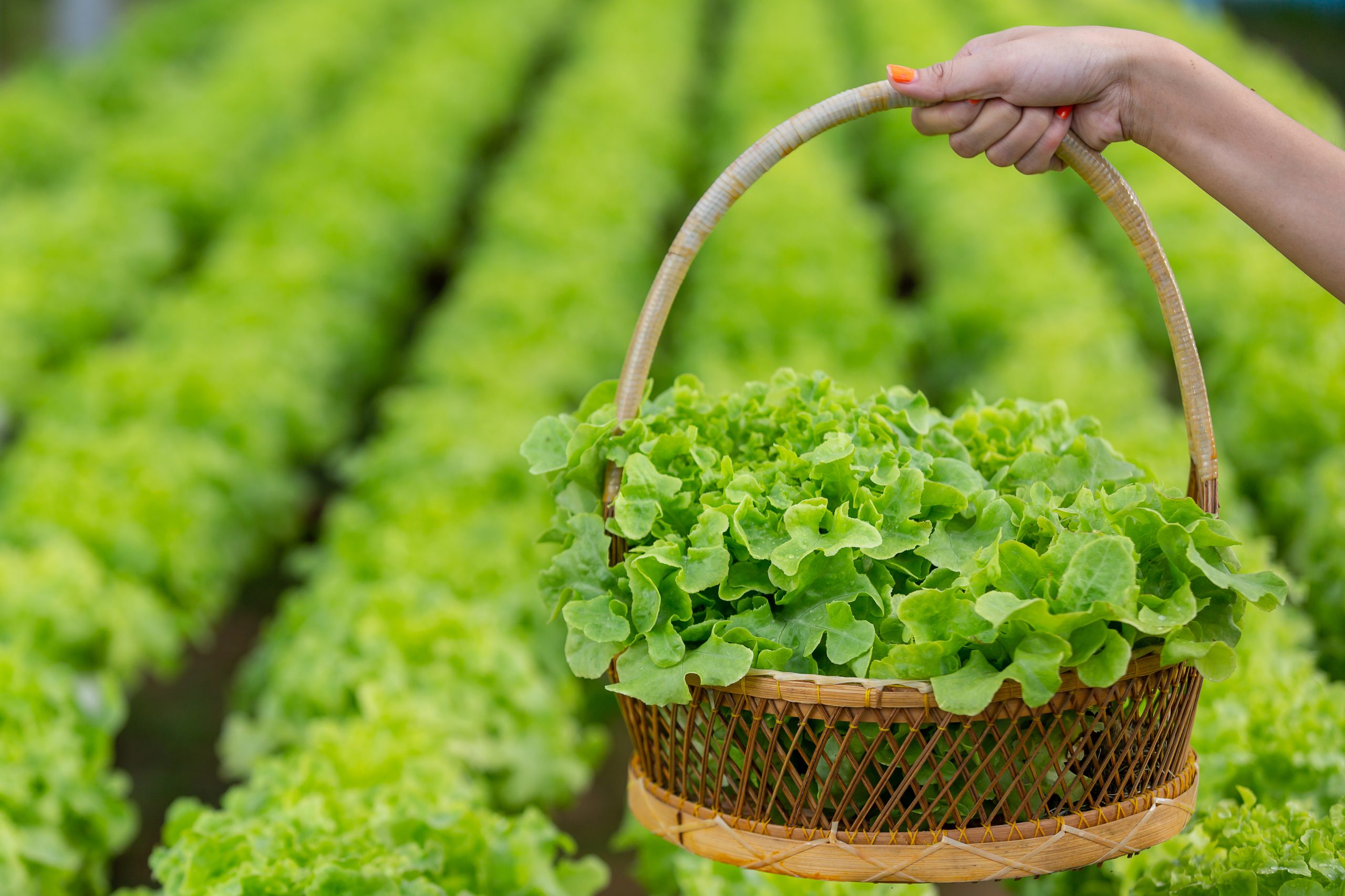 Shin Hu Cooperation Farm, GLOBALG.A.P. Fruit and Vegetables + PLUS Add-on Audit  (22-23-24.01.2022)