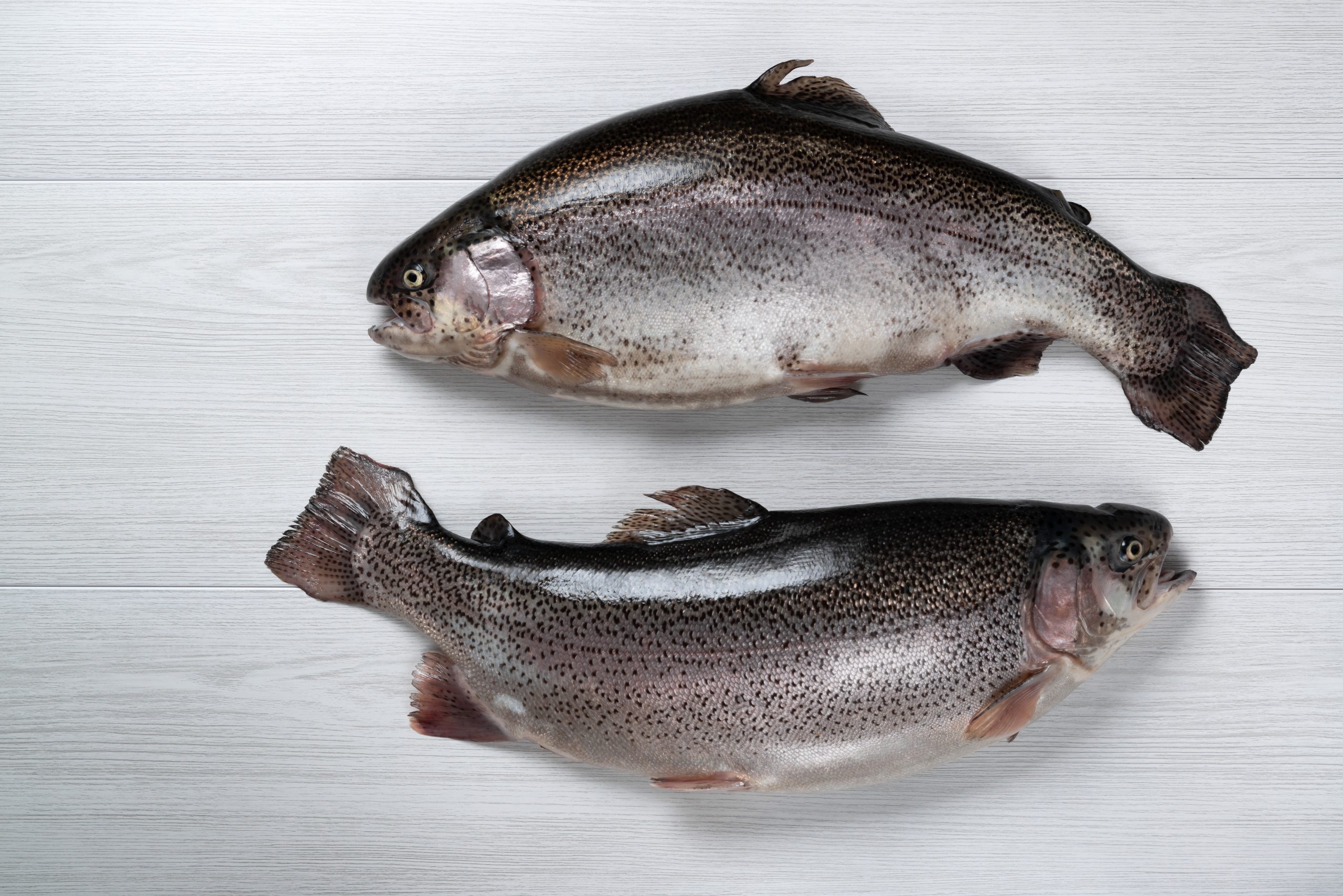 Gümüşdoğa Su Ürünleri Üretim İhracat Ve İthalat A.Ş. (Sinop), Ltd., IFS Food v8.0, (15-16.04.2026)