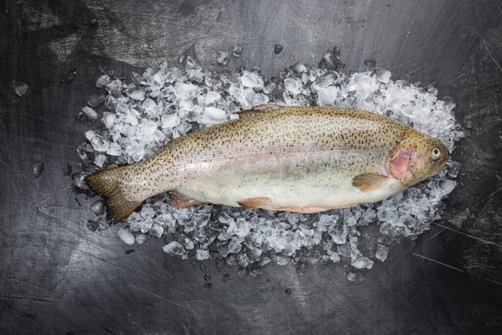Raw trout fish on ice over stone dark background , top view