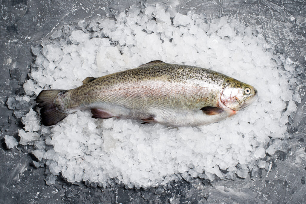 Raw trout on ice. Grey background, top view
