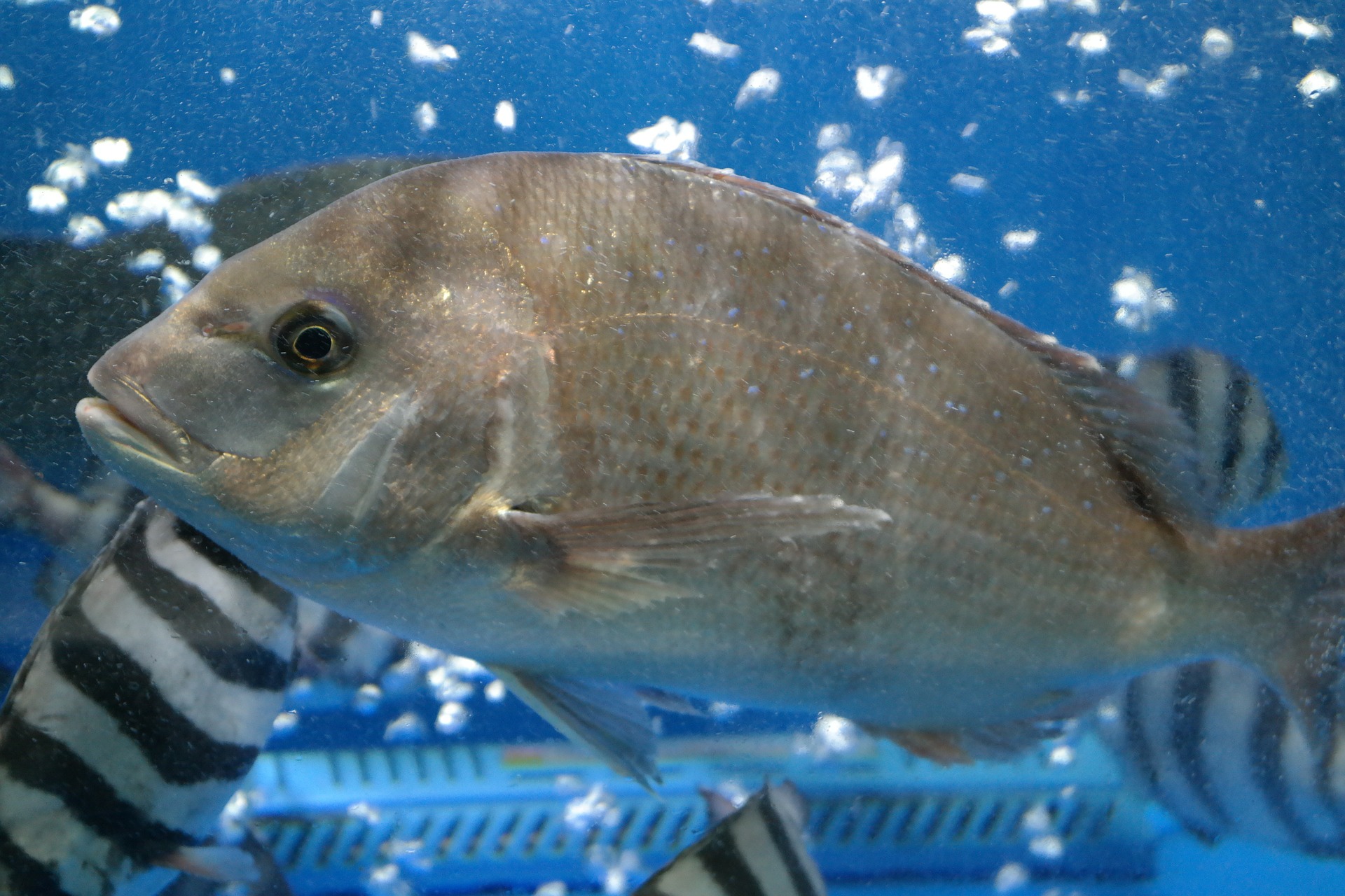 Gümüşdoğa Asya and Uğur ASC seabass and sea bream assessments