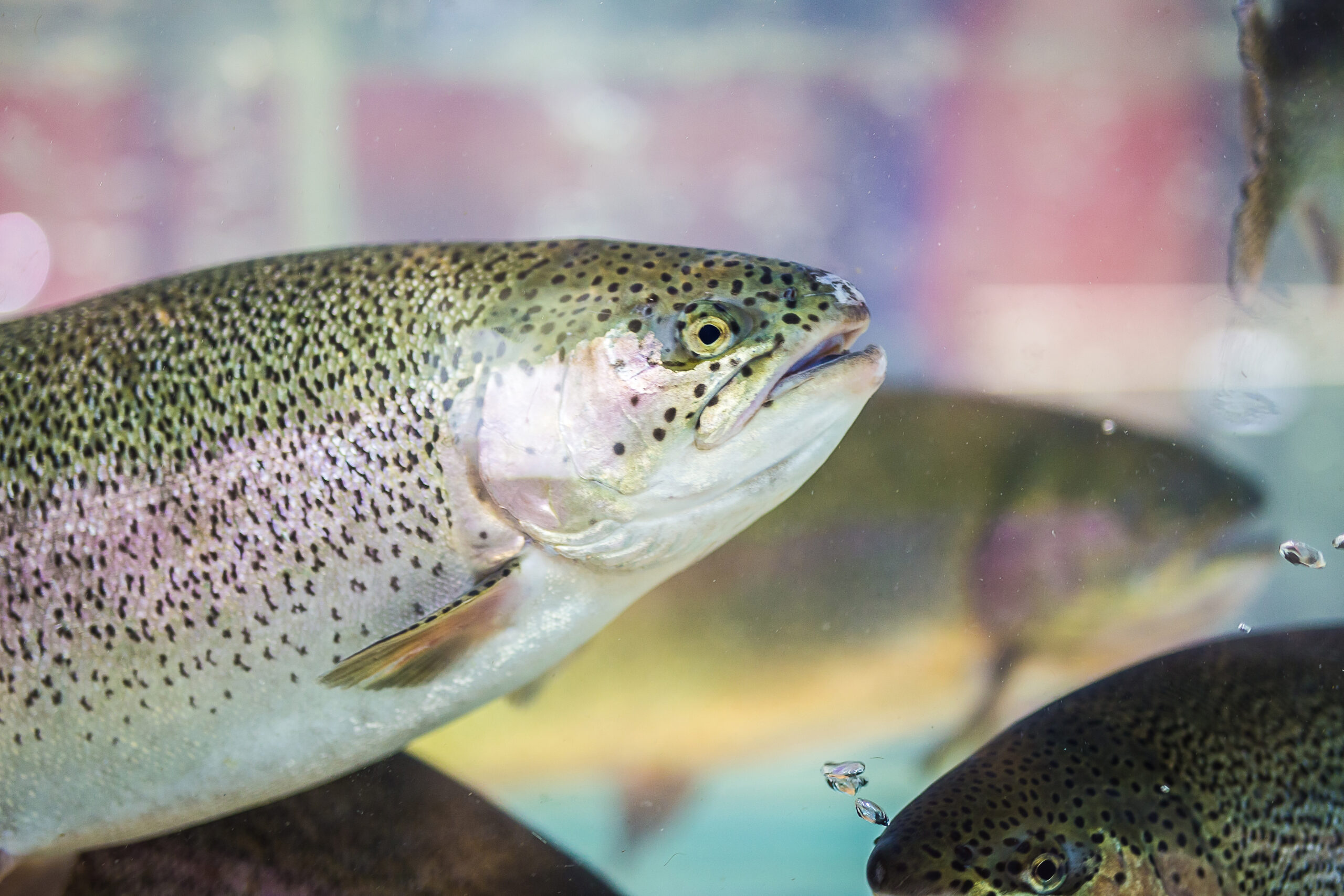 Steelhead trout or Rainbow trout close-up floating under water background.
