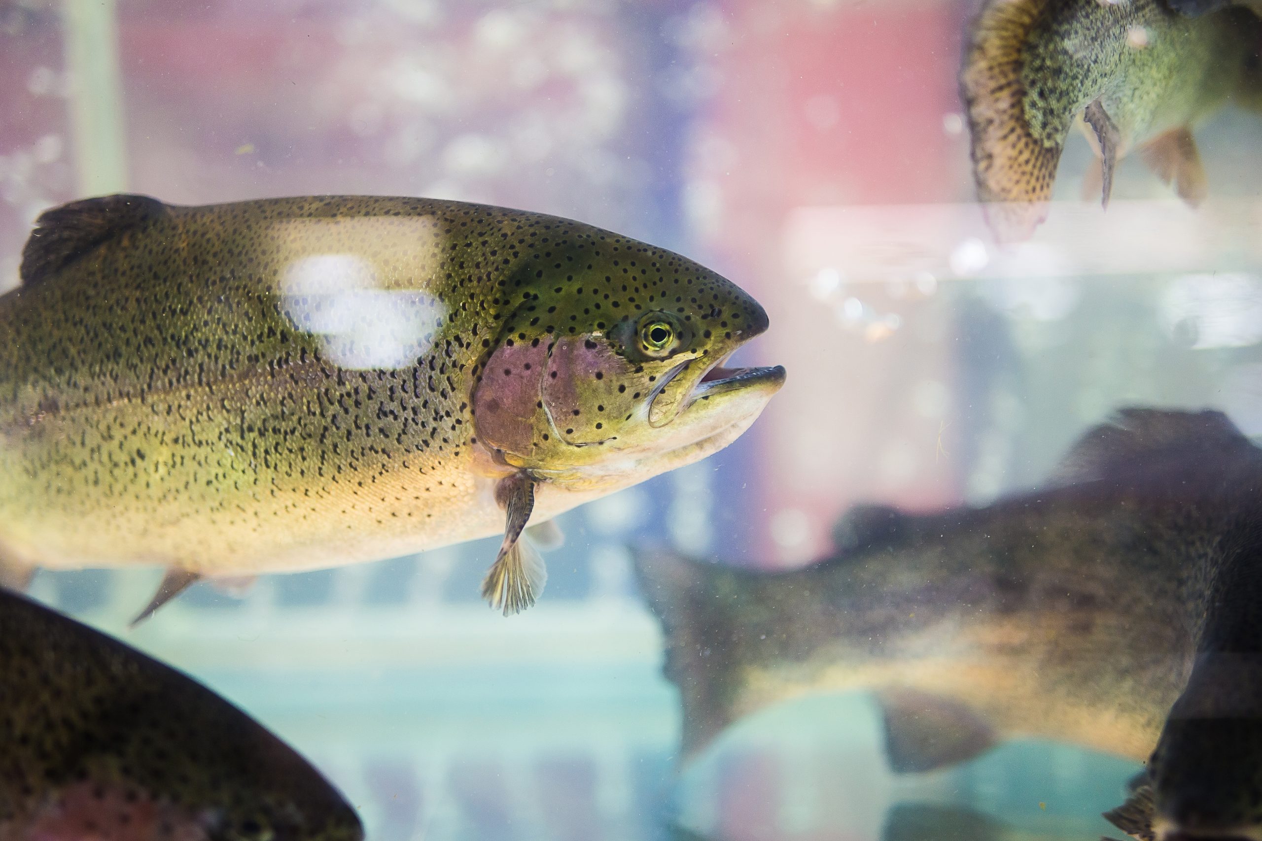 Gümüşdoğa Su Ürünleri Üretim İhracat ve İthalat A.Ş. – Bengi Keban, ASC Freshwater Trout Standard v1.2, (18.05.2024)