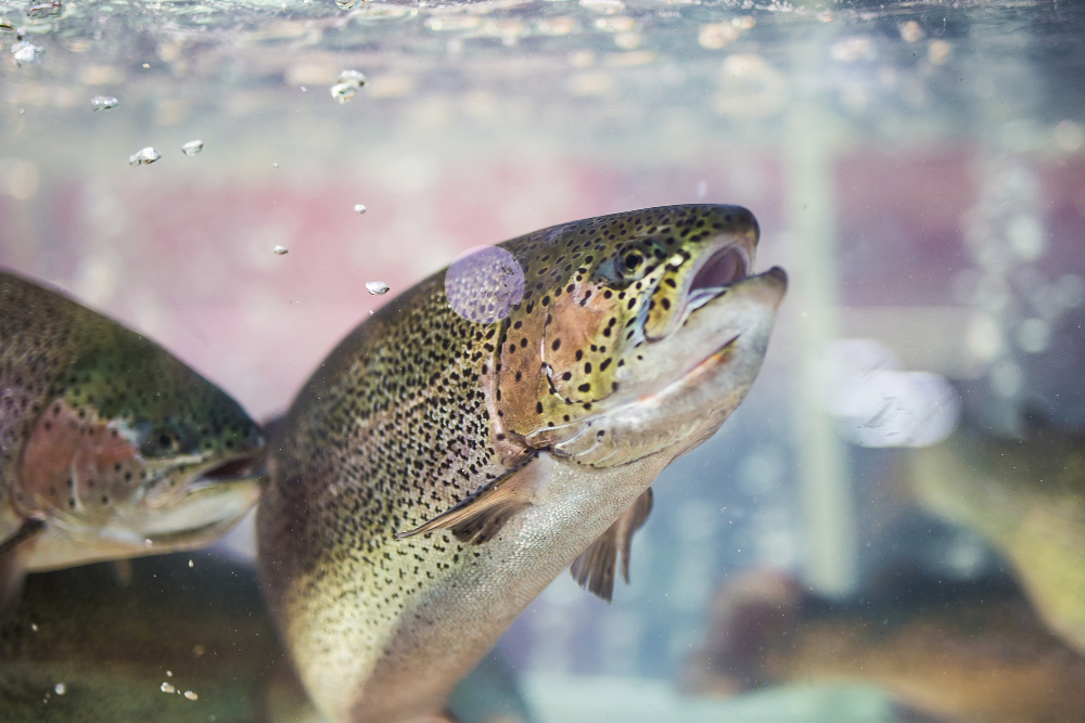 steelhead-trout-rainbow-trout-close-up-floating-water-background