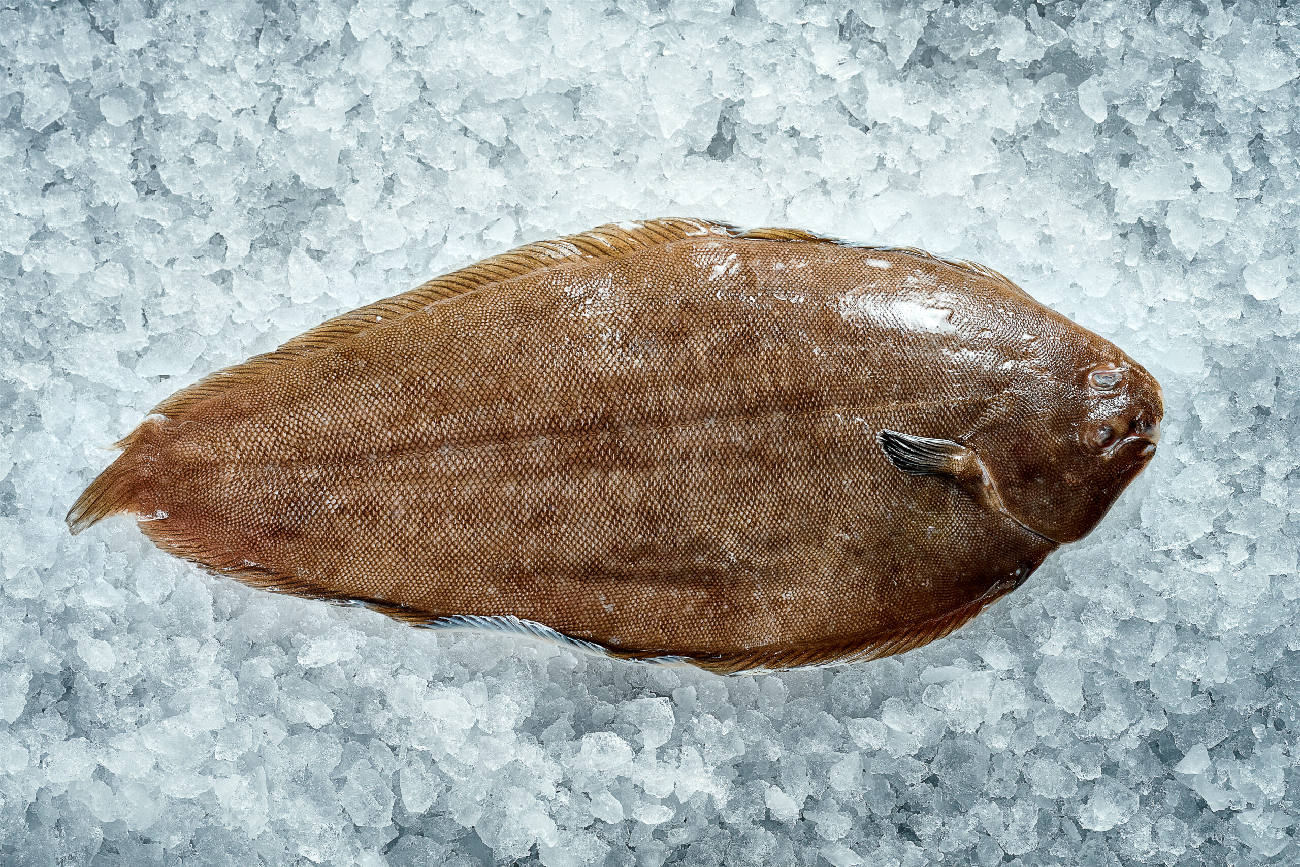 Whole, fresh halibut fish on the ice. Close-up. Fresh seafood